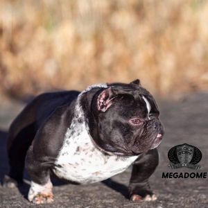 Meet your Posher, Luis